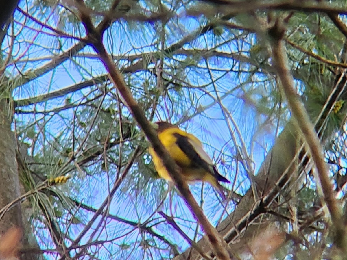 Evening Grosbeak - ML636512072