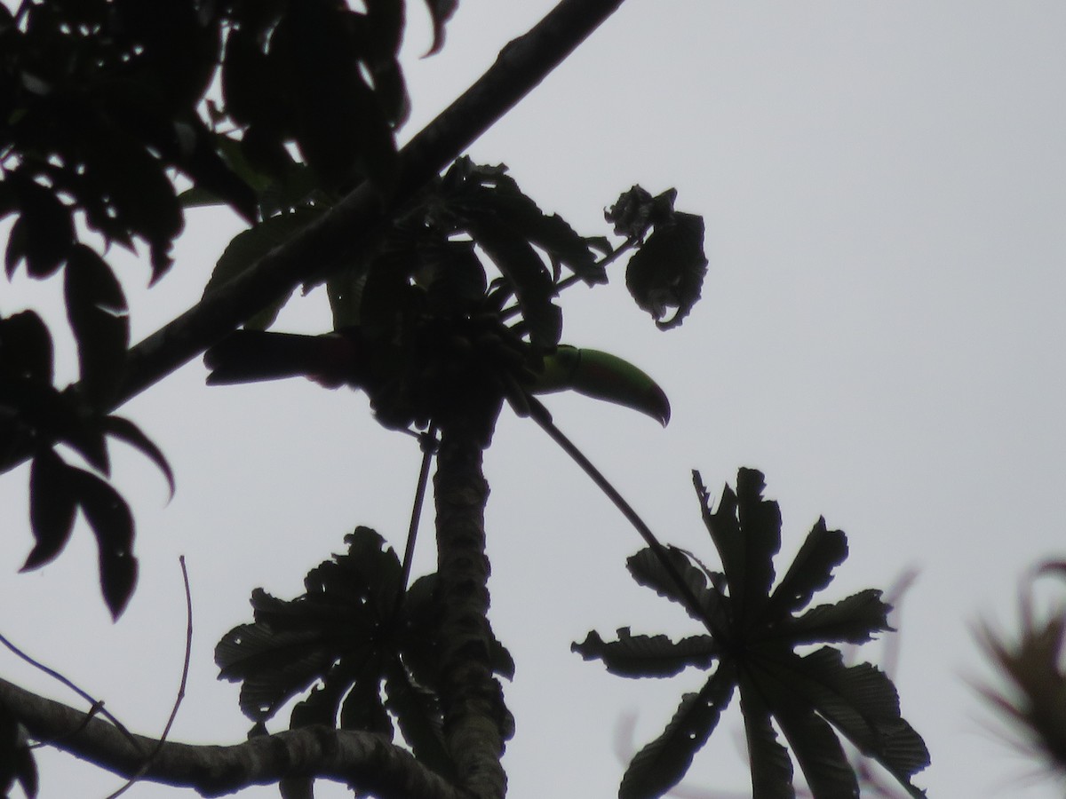 Keel-billed Toucan - ML636512185
