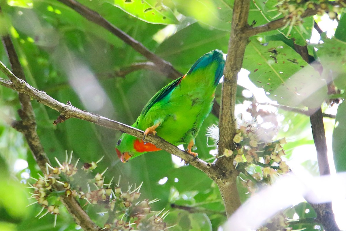 Philippine Hanging-Parrot - ML636512483