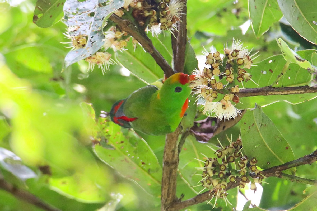 Philippine Hanging-Parrot - ML636512484