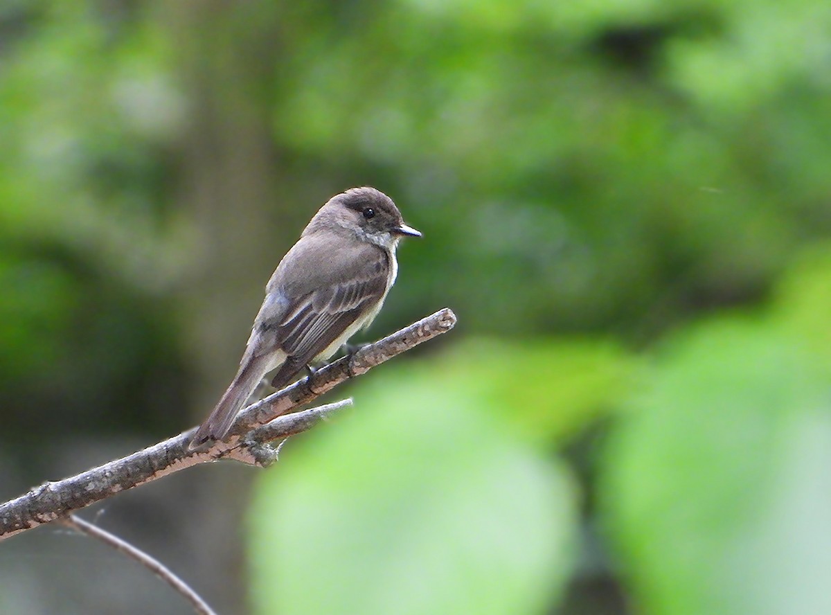 Eastern Phoebe - ML636512513
