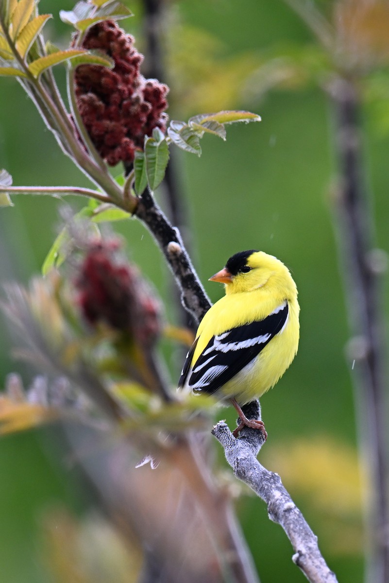 Chardonneret jaune - ML636512809