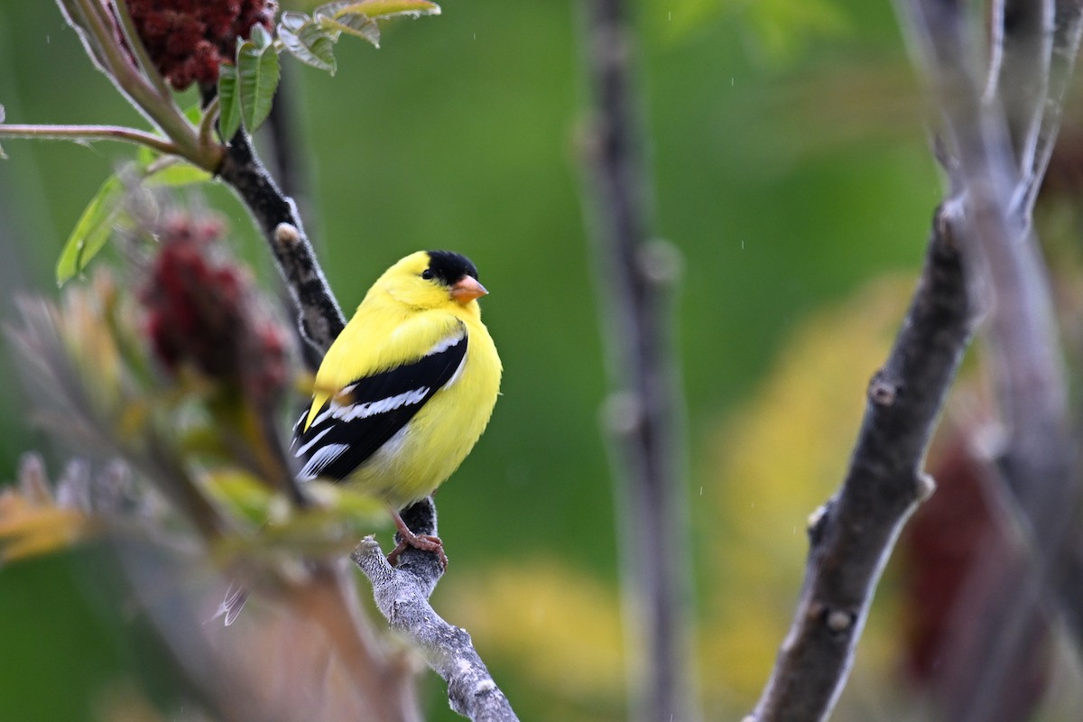 Chardonneret jaune - ML636512810