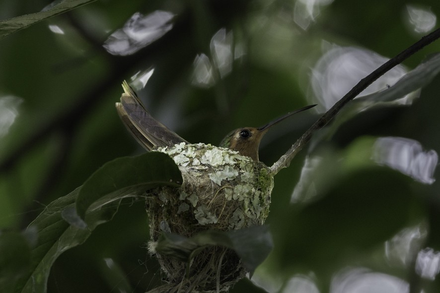 Rufous Sabrewing - ML636512919