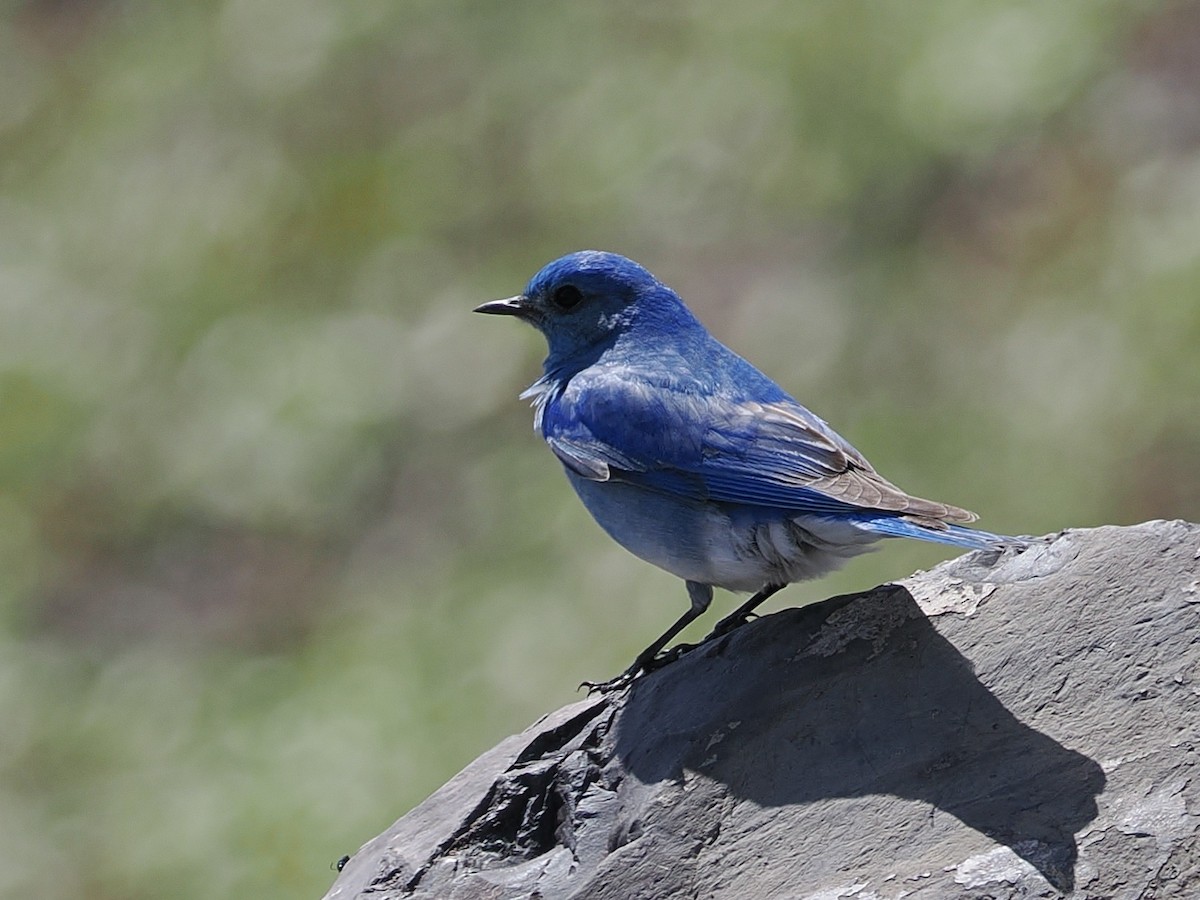 Mountain Bluebird - ML636512939