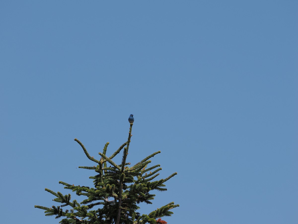 Mountain Bluebird - ML636512940