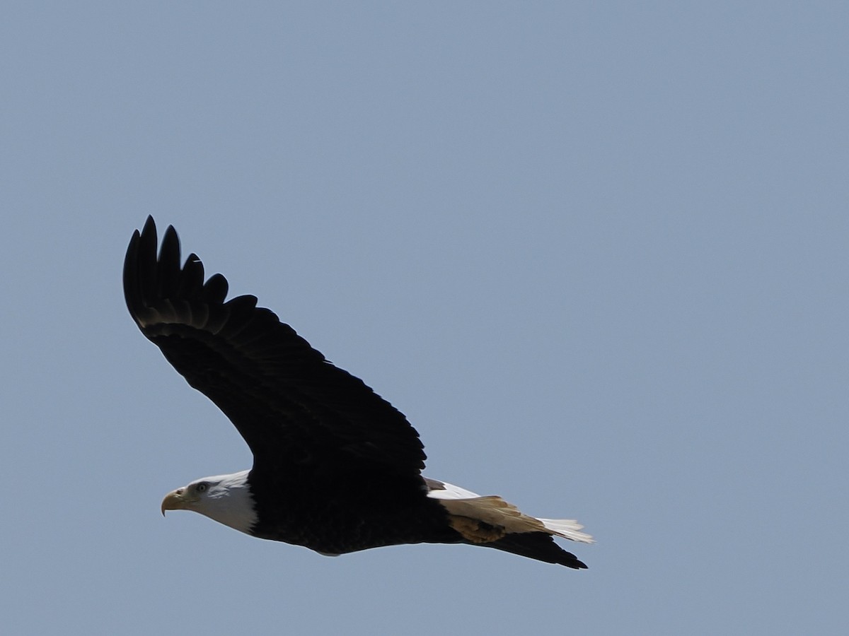 Bald Eagle - ML636512945