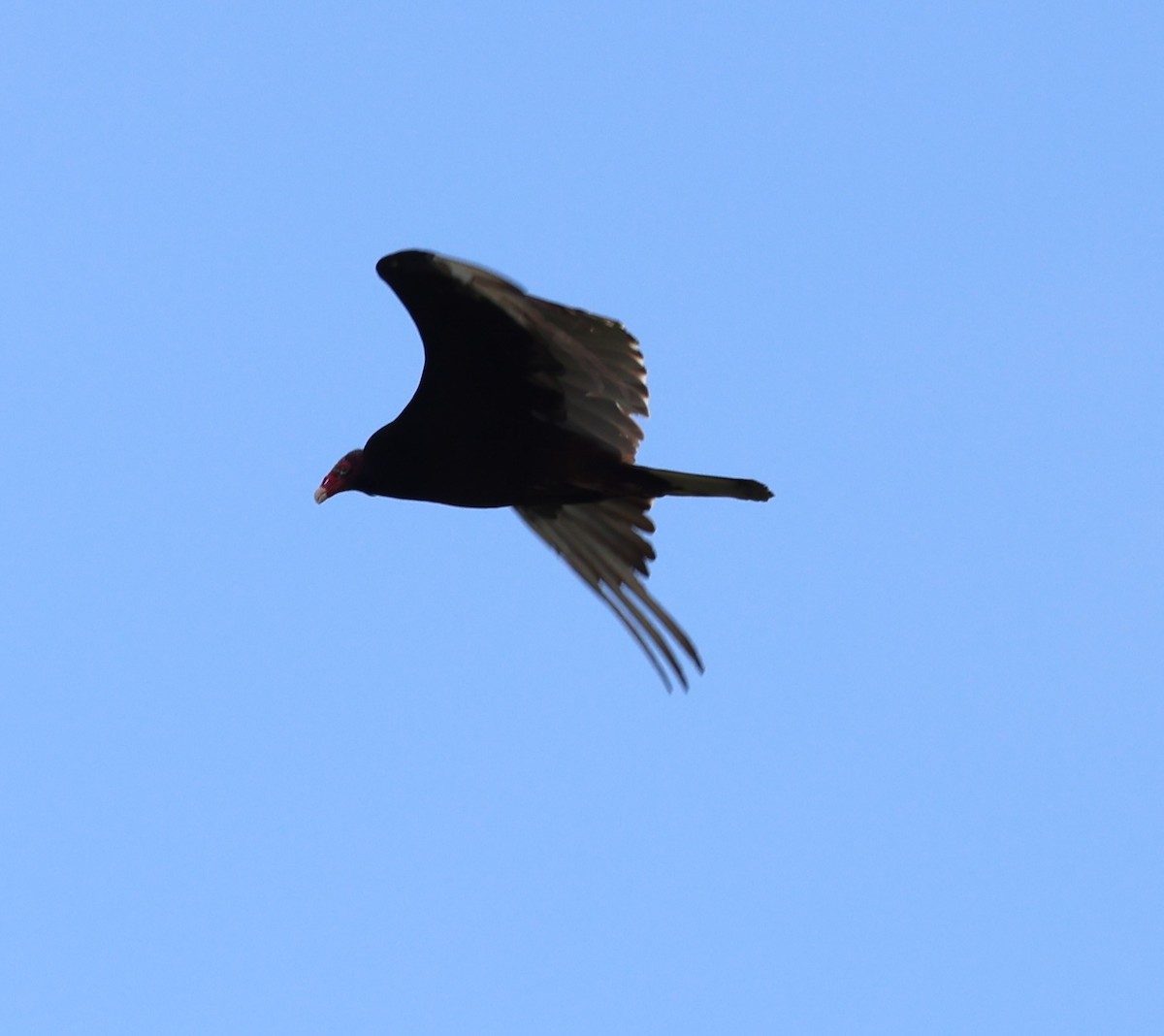 Turkey Vulture - ML636512957