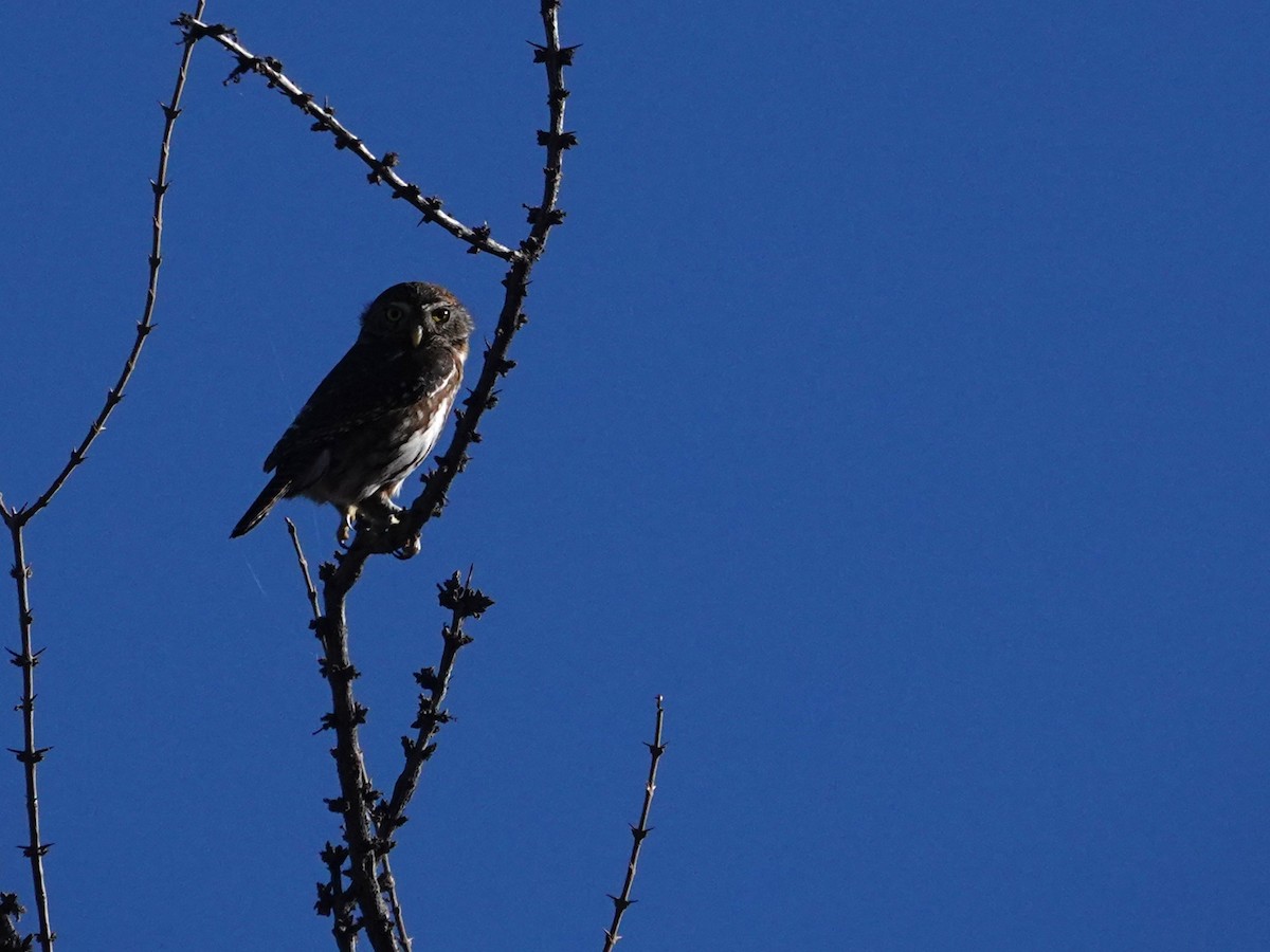 Austral Pygmy-Owl - ML636512962