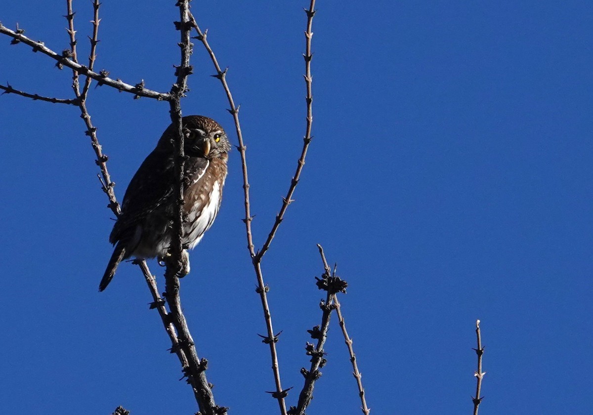 Austral Pygmy-Owl - ML636512963
