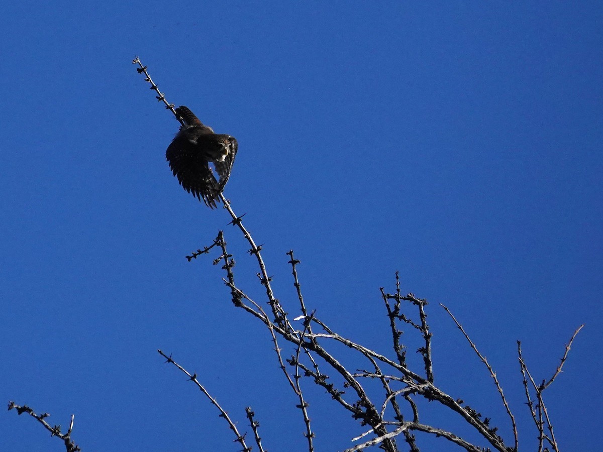 Austral Pygmy-Owl - ML636512964