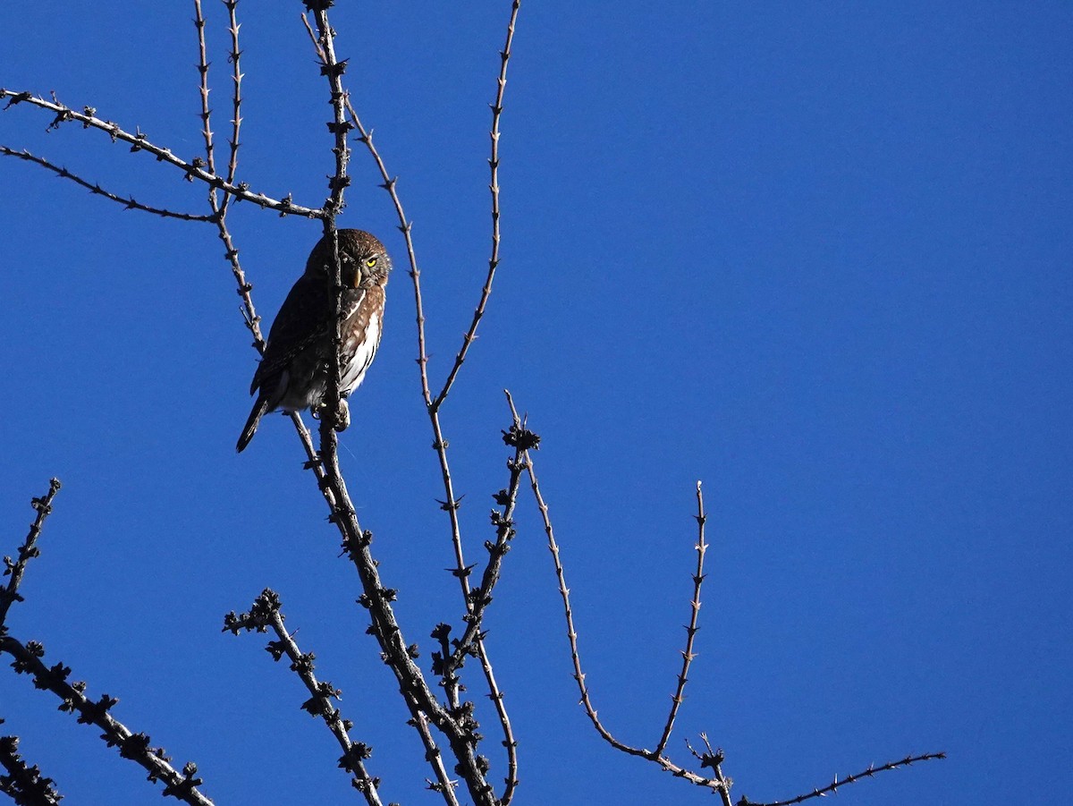 Austral Pygmy-Owl - ML636512965