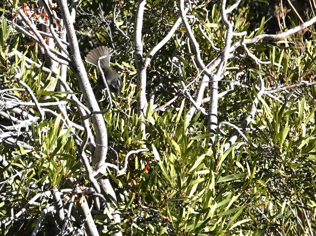 Tufted Tit-Tyrant - ML636512970