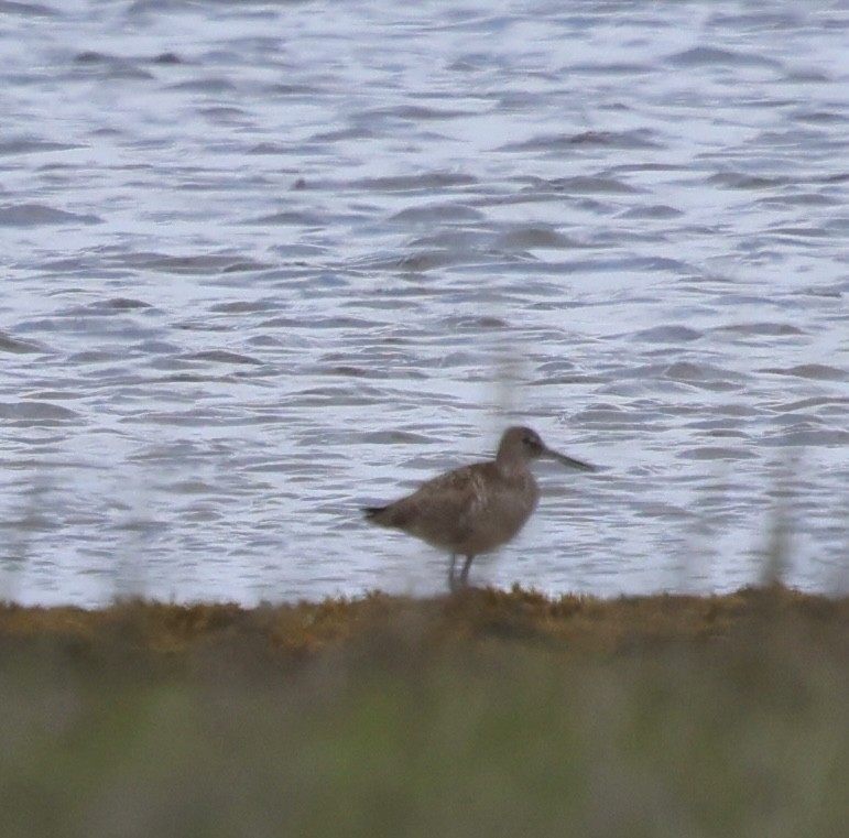 Willet - ML636513055