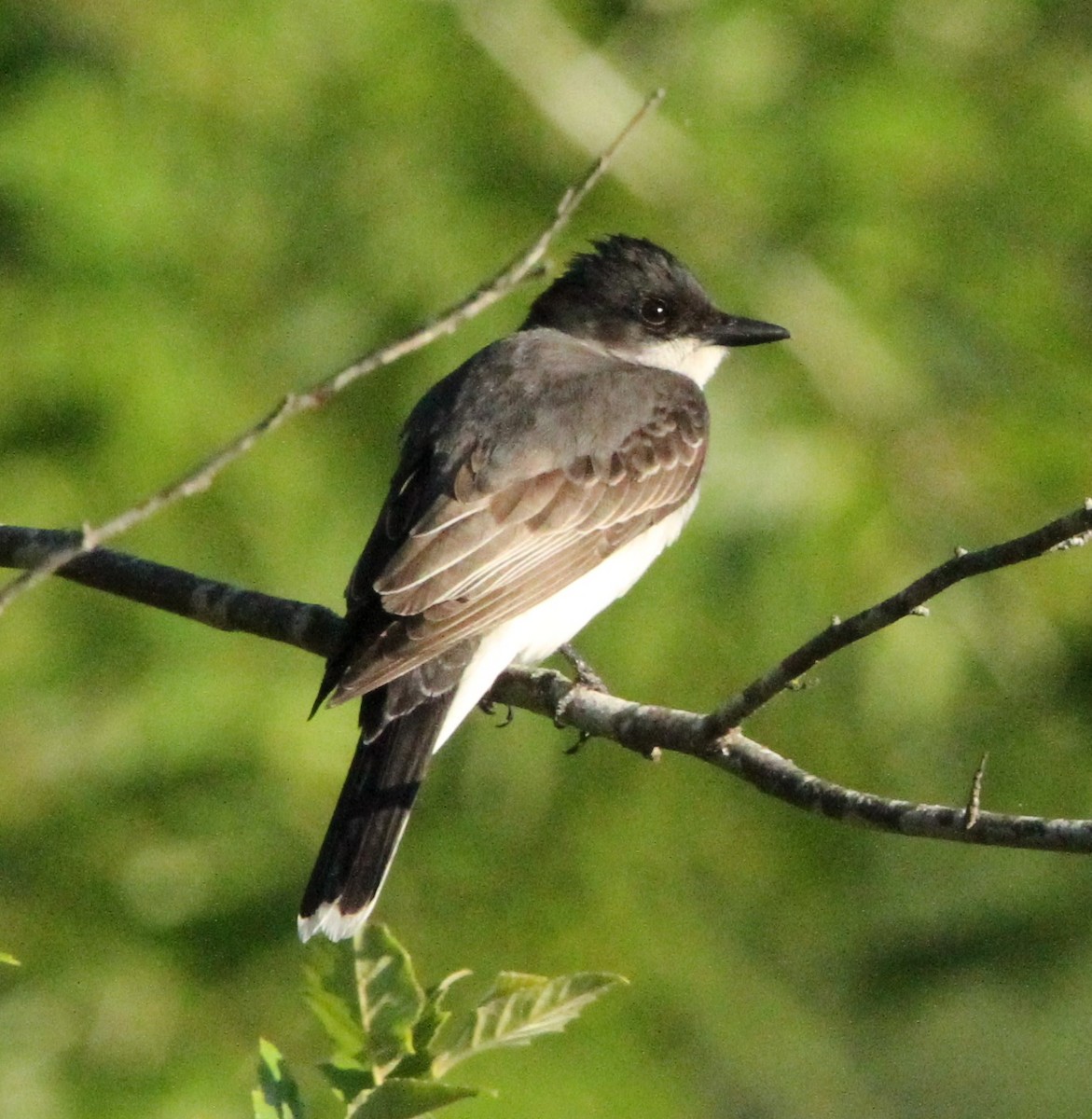 Eastern Kingbird - ML636513238