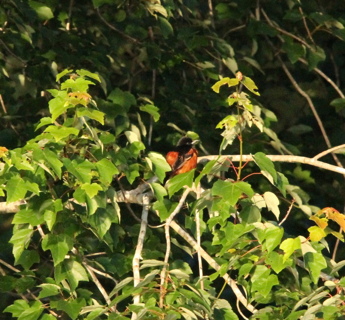 Orchard Oriole - ML636513251