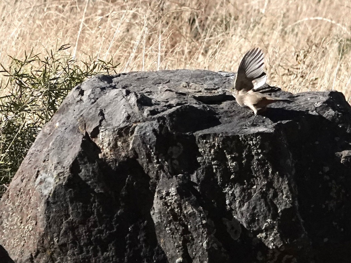 Great Shrike-Tyrant - ML636513331