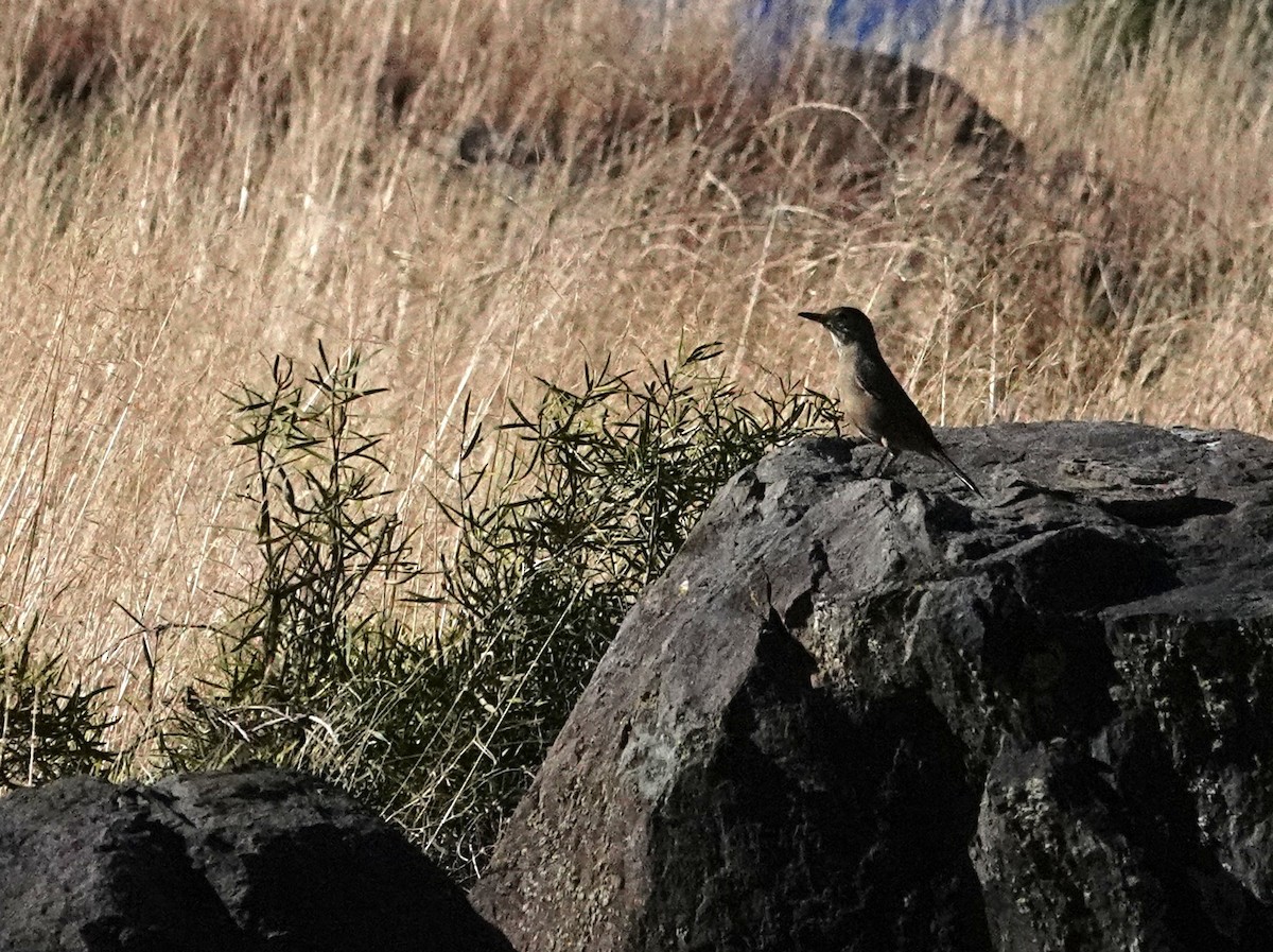 Great Shrike-Tyrant - ML636513332