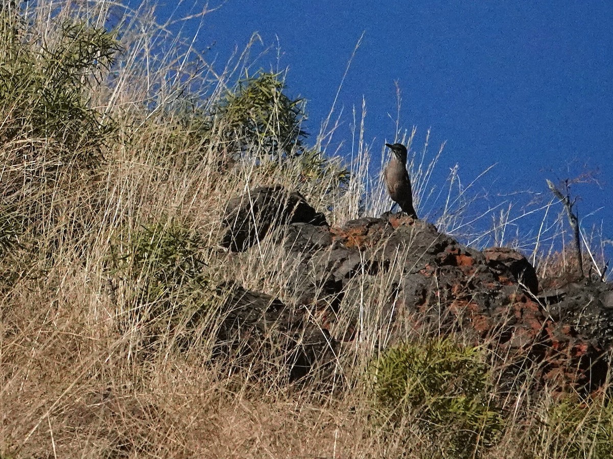 Great Shrike-Tyrant - ML636513333