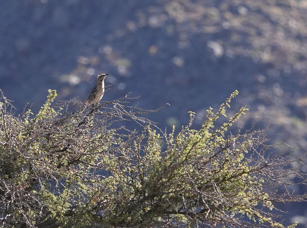 Chilean Mockingbird - ML636513342