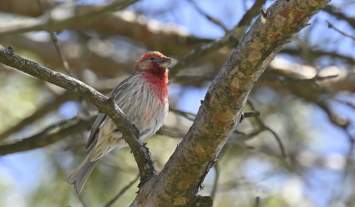 House Finch - ML636513378