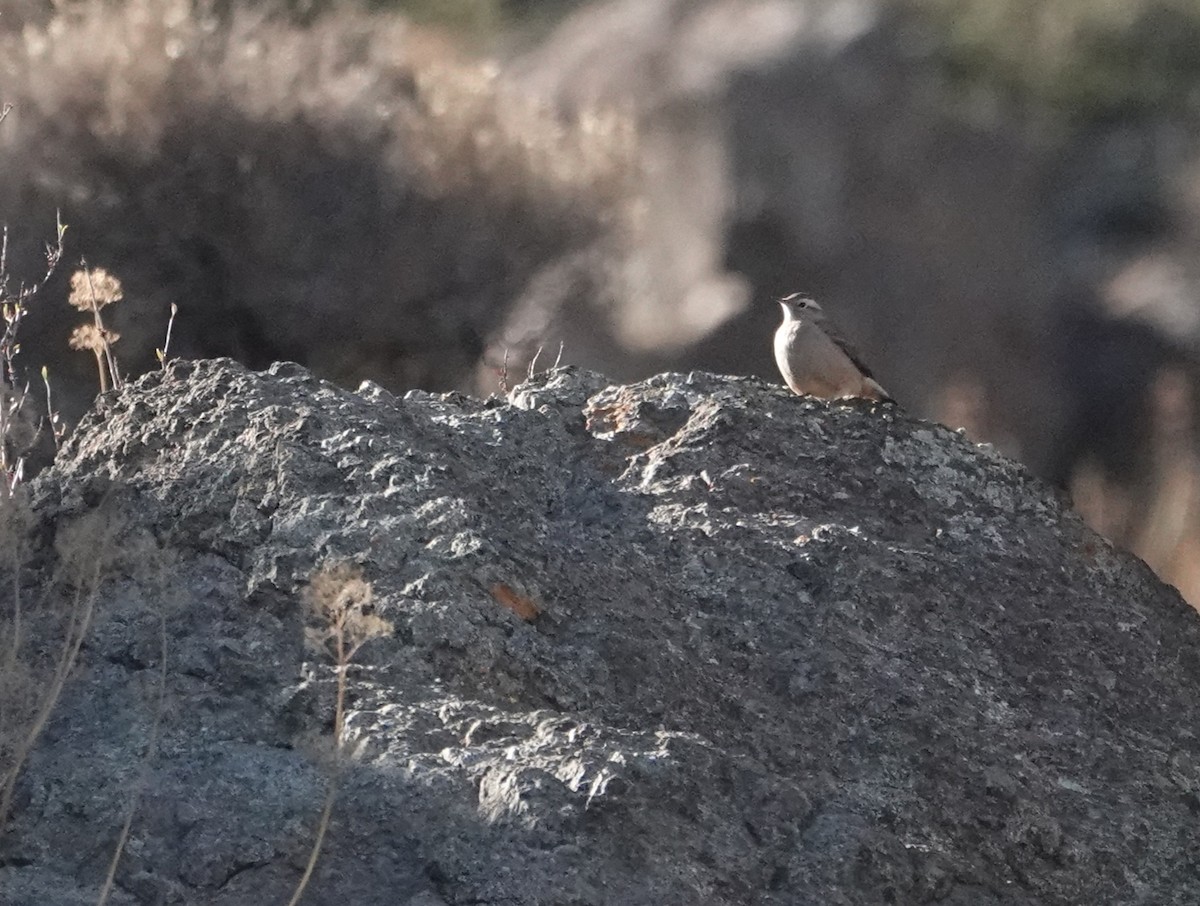 Rufous-banded Miner - ML636513403