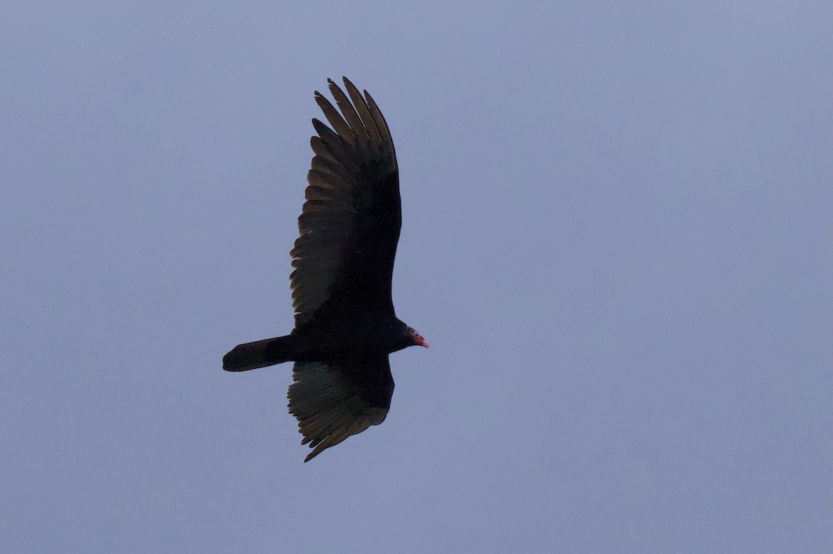 Turkey Vulture - ML636513481