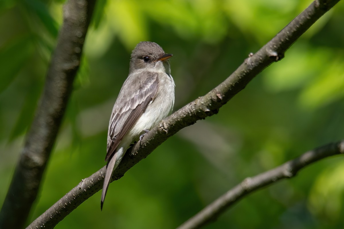 Eastern Wood-Pewee - ML636513561