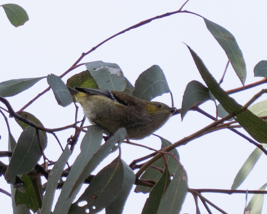 Forty-spotted Pardalote - ML636513585