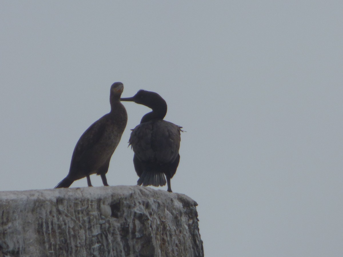 Bank Cormorant - ML63651361