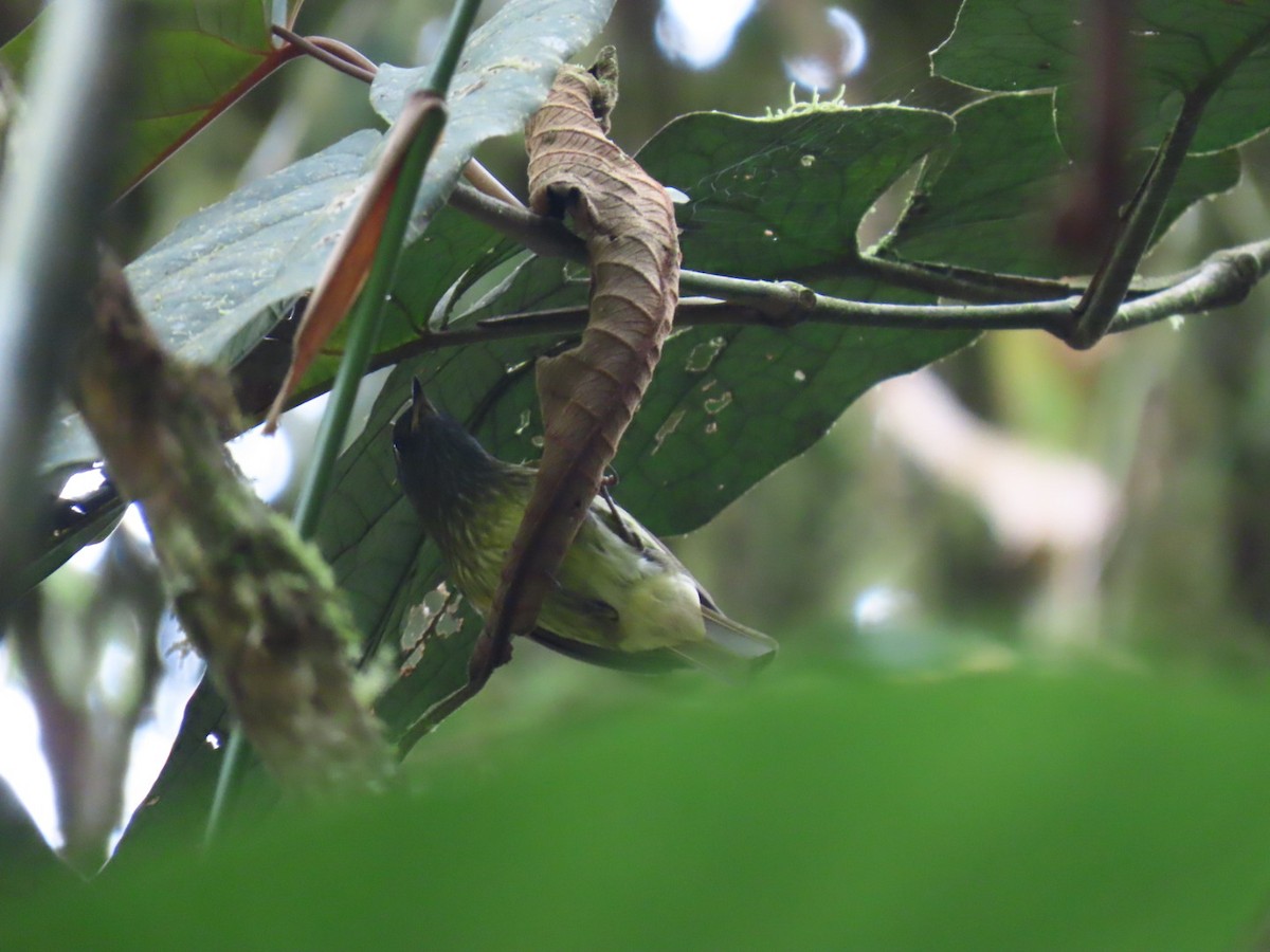 Streak-necked Flycatcher - ML636513685