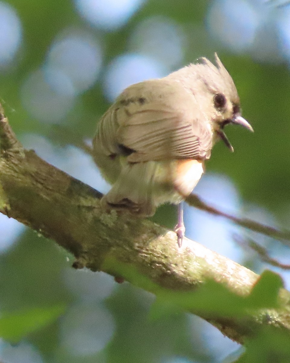 Tufted Titmouse - ML636513726