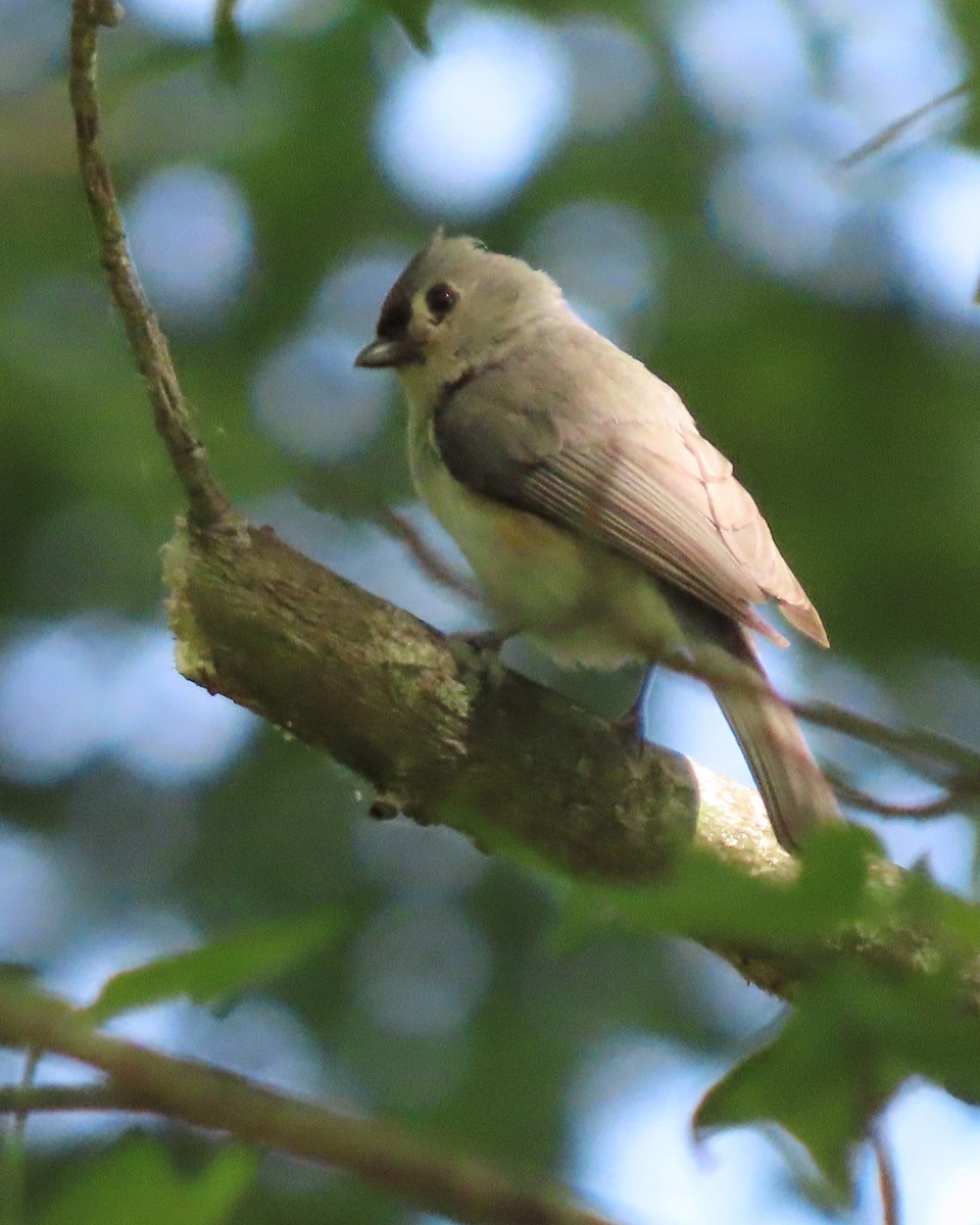 Tufted Titmouse - ML636513727