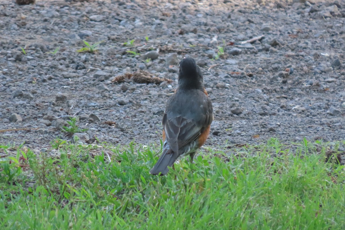 American Robin - ML636513739
