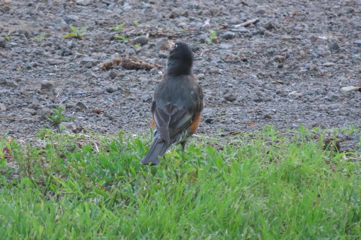 American Robin - ML636513740