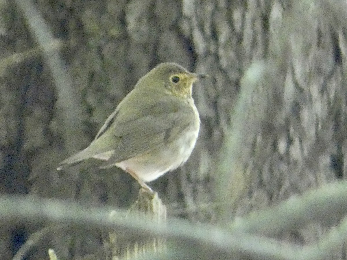 Swainson's Thrush - ML636513765