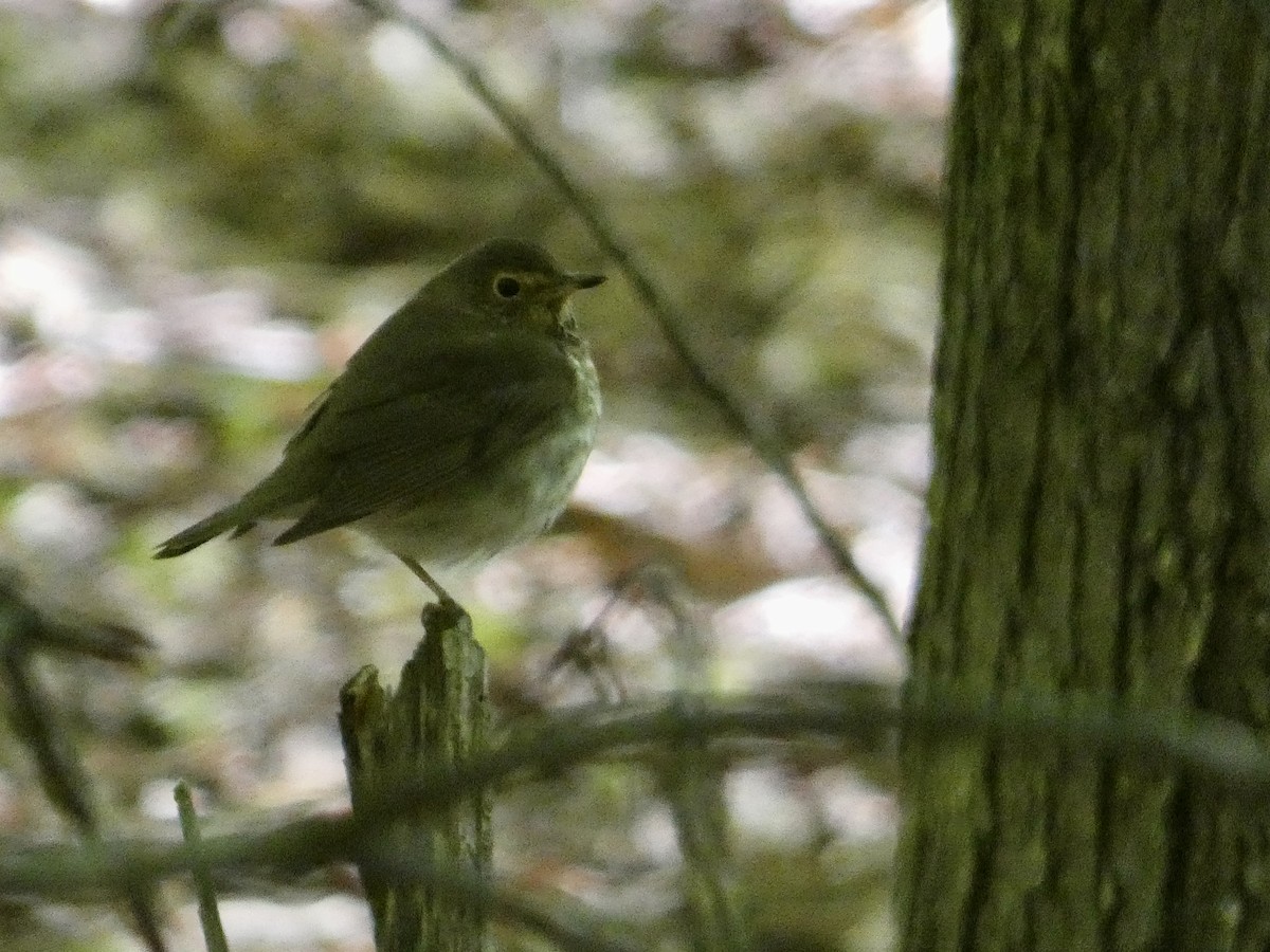 Swainson's Thrush - ML636513766