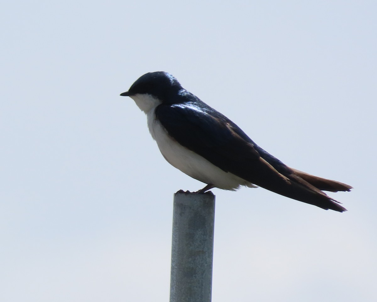 Tree Swallow - ML636513807