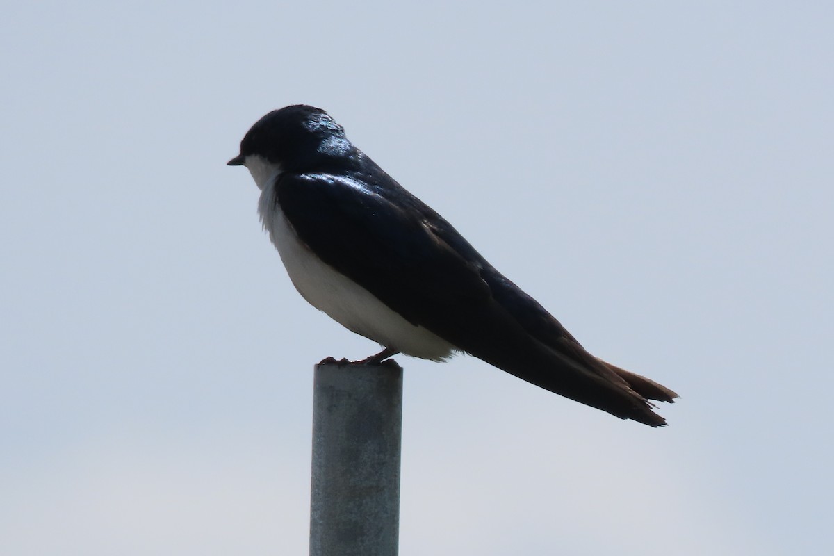 Tree Swallow - ML636513808