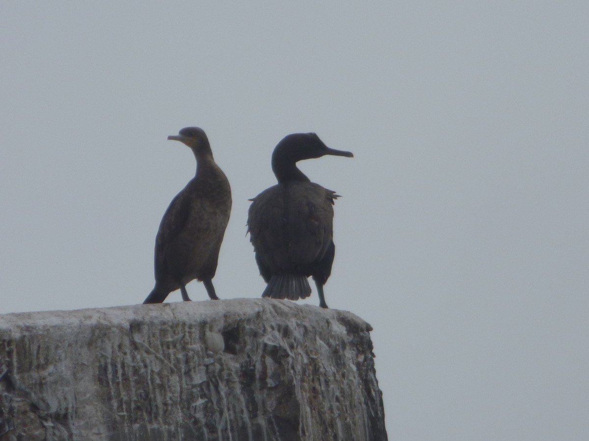 Cormorán de Bajío - ML63651381