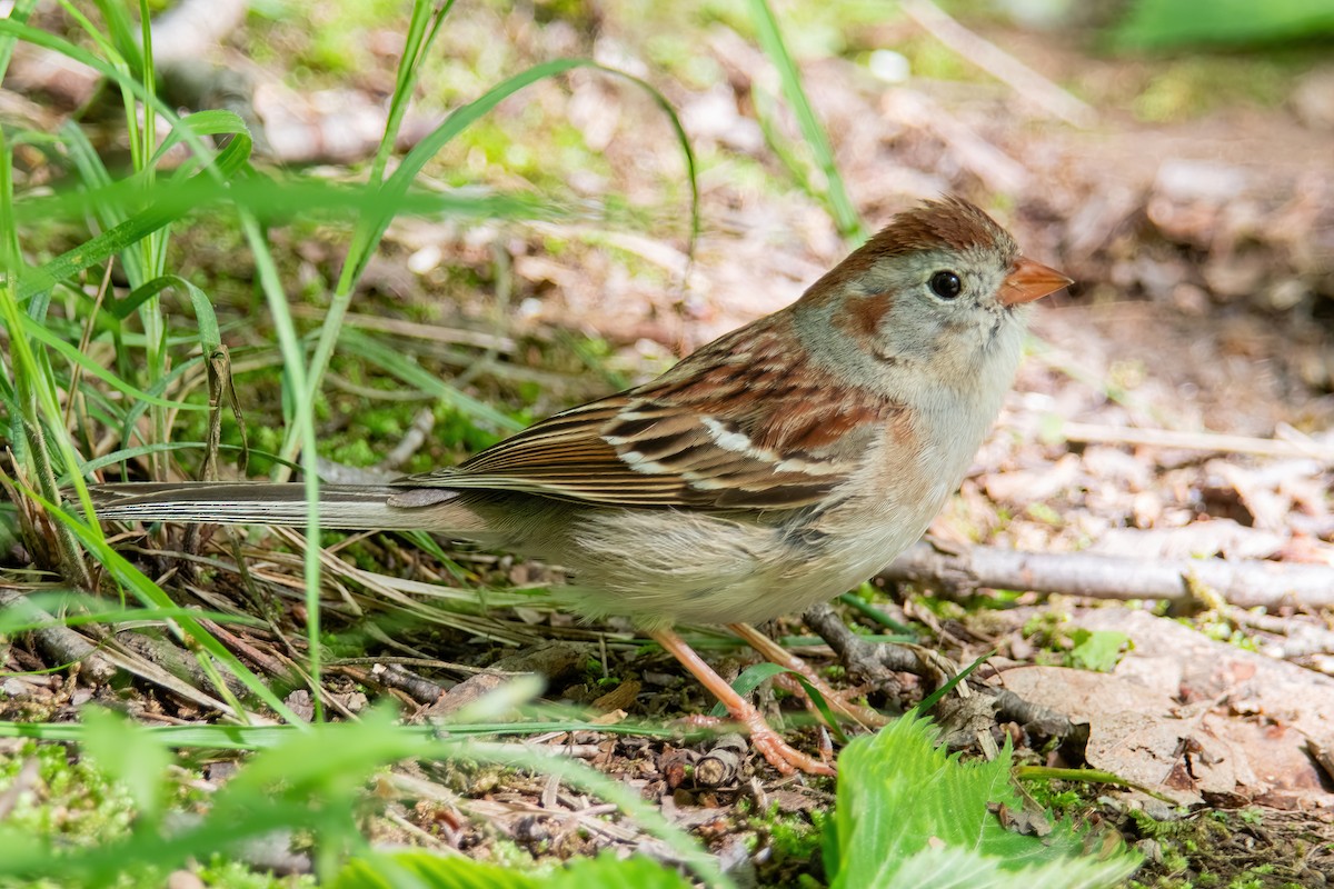 Field Sparrow - ML636513821