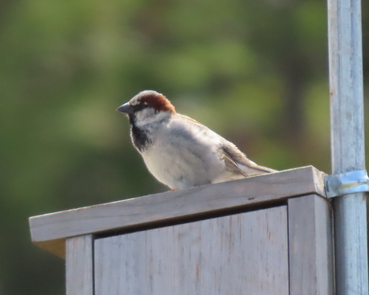 House Sparrow - ML636513830