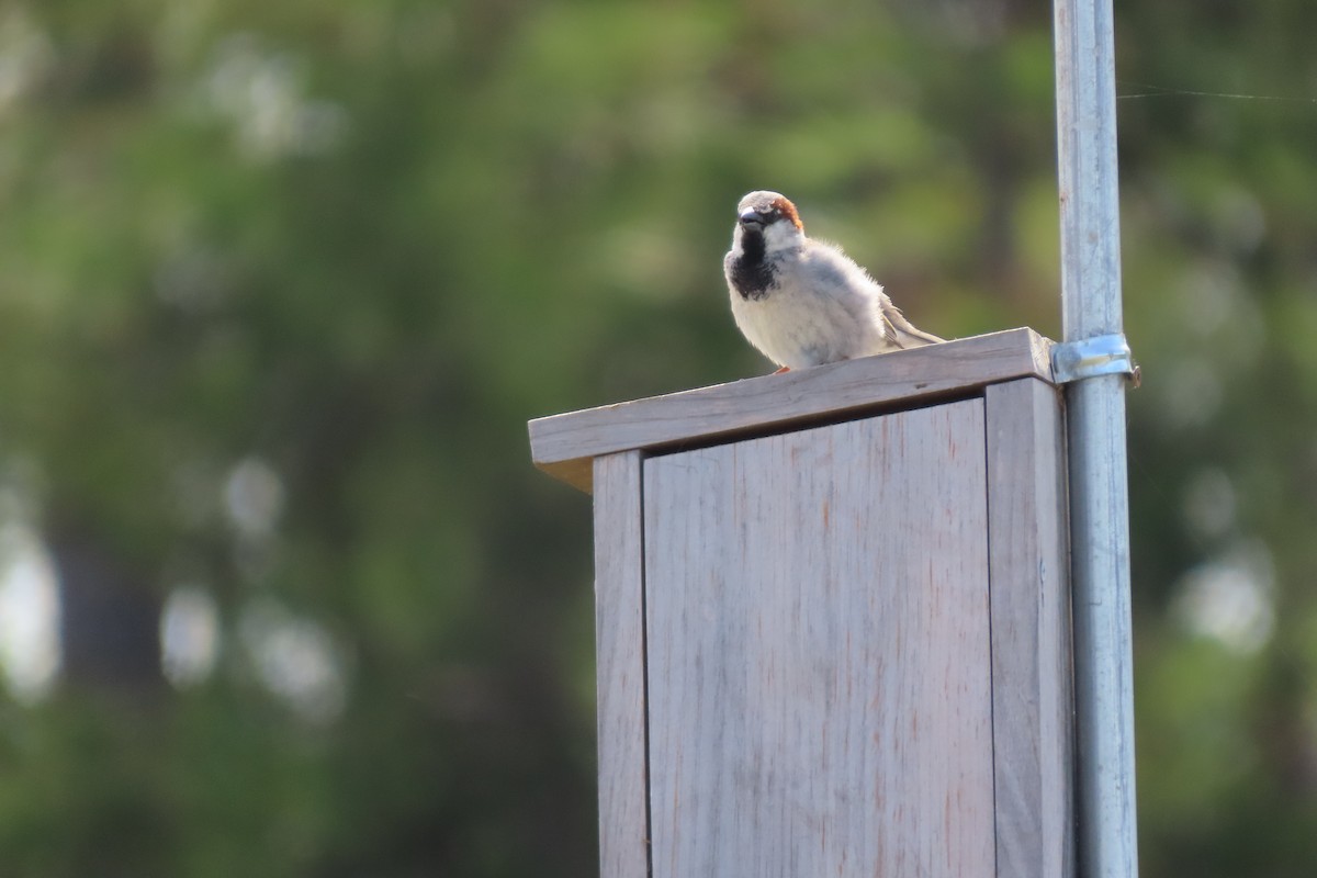 House Sparrow - ML636513832