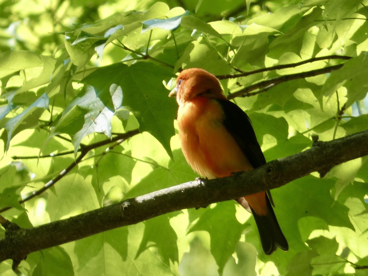 Scarlet Tanager - ML636513893