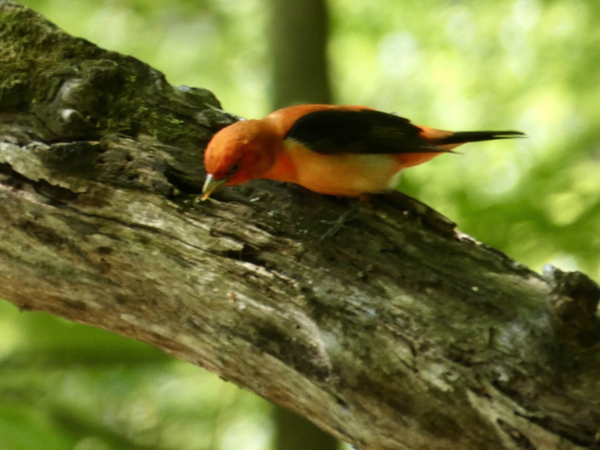 Scarlet Tanager - ML636513894