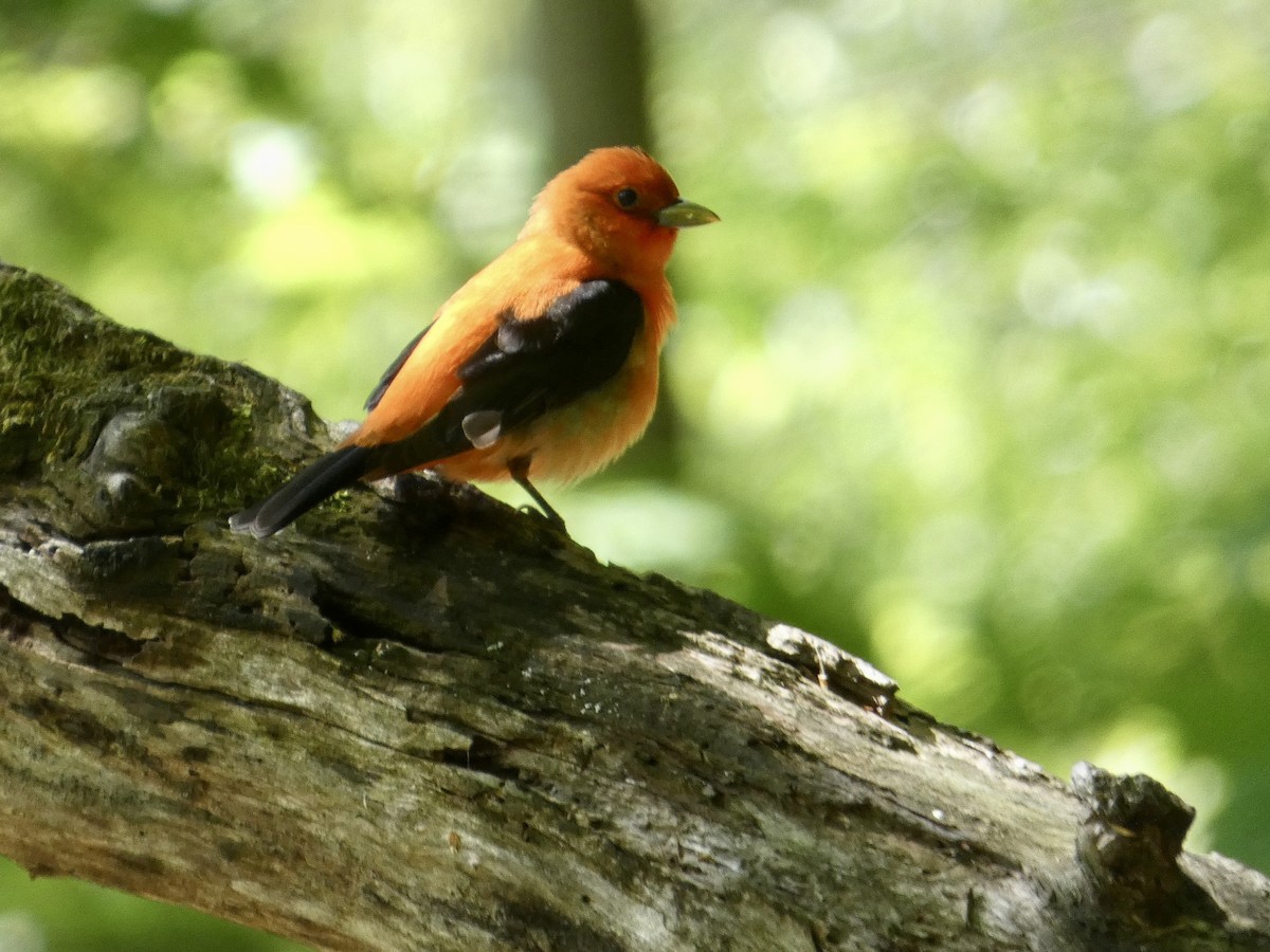 Scarlet Tanager - ML636513895