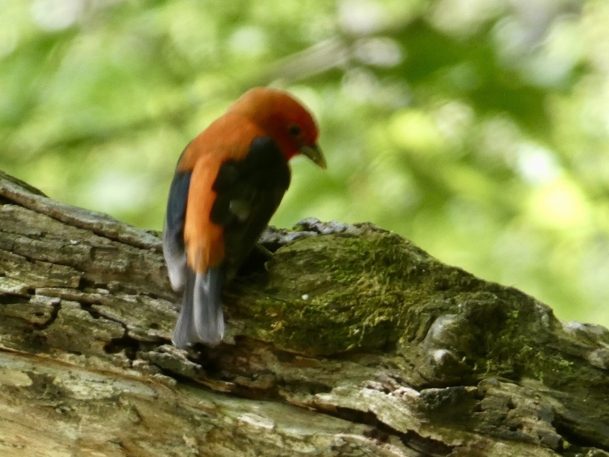 Scarlet Tanager - ML636513896