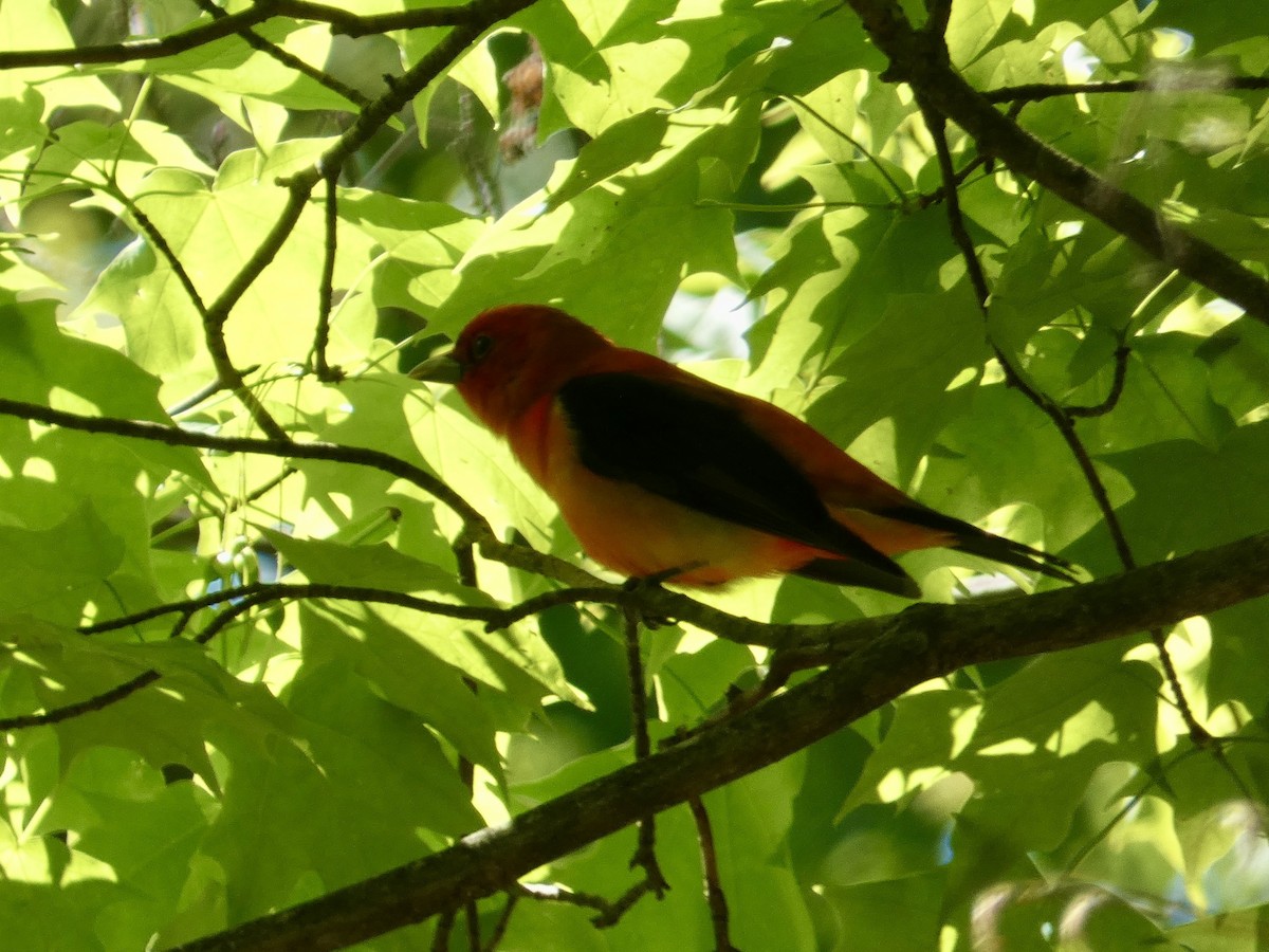 Scarlet Tanager - ML636513897