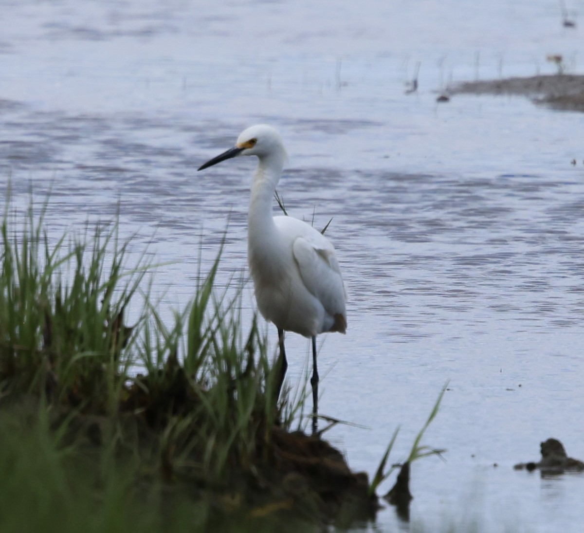 Snowy Egret - ML636513914
