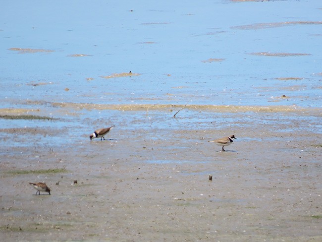 Semipalmated Plover - ML636513919